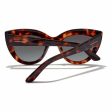 Ladies Sunglasses Hyde Hawkers Brown Discount