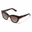 Ladies Sunglasses Hyde Hawkers Dark brown Fashion